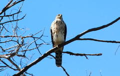 Accipiter chilensis