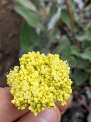Eriogonum compositum