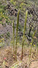 Umbilicus heylandianus