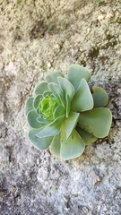 Aeonium aureum