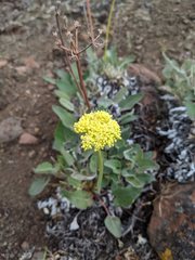Eriogonum compositum
