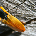 Semiotus luteipennis - Photo (c) Javier A. Canteros, some rights reserved (CC BY-NC), uploaded by Javier A. Canteros