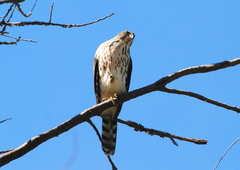 Accipiter chilensis