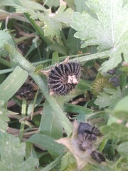 Modiola caroliniana