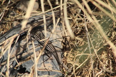 Aspidoscelis exsanguis