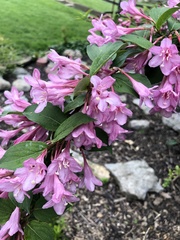 Weigela hortensis