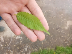 Zelkova