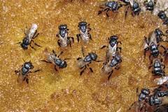Scaptotrigona jujuyensis