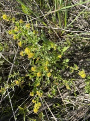 Rorippa curvisiliqua
