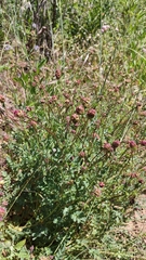 Sanguisorba megacarpa