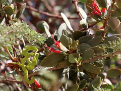 Plicosepalus acaciae