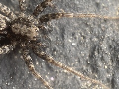 Pardosa