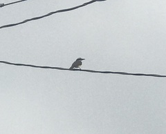 Pitangus sulphuratus