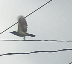 Pitangus sulphuratus