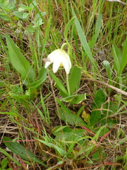 Fritillaria liliacea