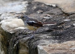 Copsychus albospecularis