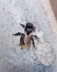 Scaptotrigona jujuyensis