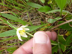 Fritillaria liliacea
