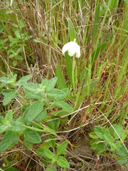 Fritillaria liliacea