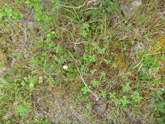 Fritillaria liliacea