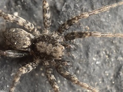 Pardosa