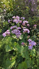 Pericallis webbii