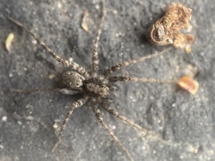 Pardosa