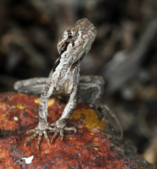 Enyalius bibronii