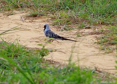 Oena capensis aliena