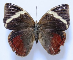 Opsiphanes tamarindi