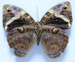 Opsiphanes tamarindi