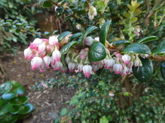 Vaccinium nummularia