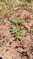 Alchemilla microcarpa