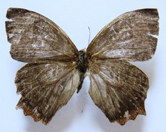 Taygetis rufomarginata
