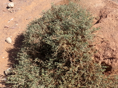 Heliotropium arbainense