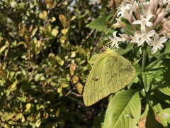 Phoebis sennae