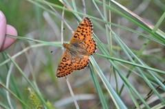 Boloria aquilonaris