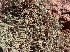 Heliotropium arbainense