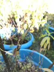Danaus plexippus