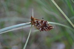Boloria aquilonaris