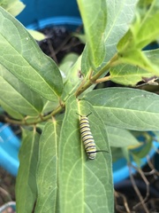 Danaus plexippus