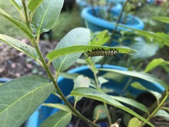 Danaus plexippus