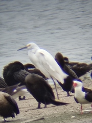 Egretta thula