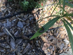 Danaus plexippus
