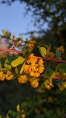 Berberis hispanica