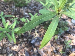 Danaus plexippus