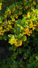 Berberis hispanica