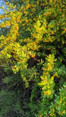 Berberis hispanica