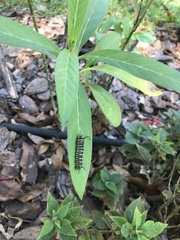 Danaus plexippus