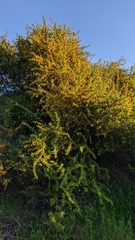 Berberis hispanica